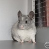 Милош