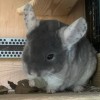 Кулл Завоеватель