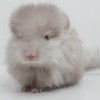 Клаус