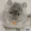 Сильвер 