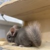 Мики