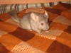 2 мес