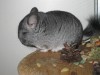 2 мес