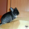 Грета