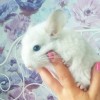 ФанниБусинка