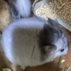 Лаврушка Н Лова