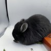 Свит Хэппи Шахиня