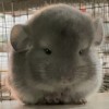 Куик