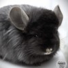 Колла