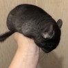 2 мес
