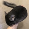 2 мес