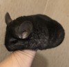 4 мес
