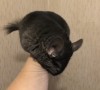 4 мес