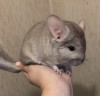 2 мес