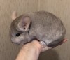 2 мес