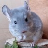 Селим