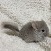 Кли