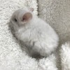Снежка