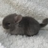 Сима