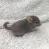 Чоко