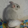 Клемент Н Рех