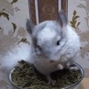 Найс Крис