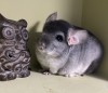 Кио 