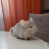Чел Чин Заура