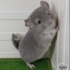 Евдокия