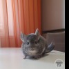 Чел Чин Салли