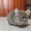 Чел Чин Персей