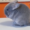 Чел Чин Дарий