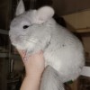 Орфея Хит
