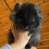 Василина Хит