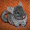 Василиса_Миланья