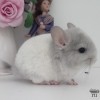 Нериум