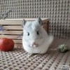Марти Джус