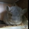 Виват эбони брюля