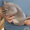 Светогор МИ