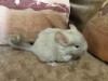 1 месяц