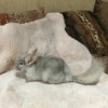 3 месяца