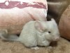1 месяц