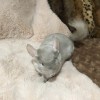 3 месяца