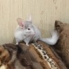 3 месяца