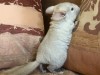1 месяц
