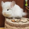 Энигма