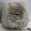 Лия Вайт Стар