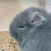 Корнелиус