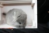 1 мес