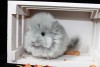 1 мес